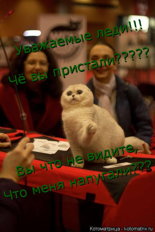 Котоматрица: Уважаемые леди!!! Чё вы пристали????? Вы что не видите,  Что меня напугали???