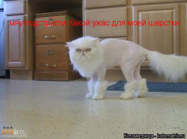 Котоматрица: мяу!подстригли.Какой ужас для моей шерстки