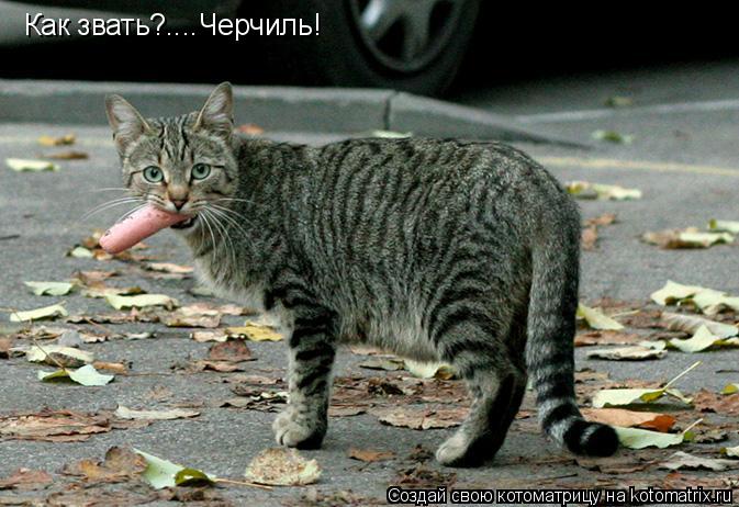 Котоматрица: Как звать?....Черчиль!
