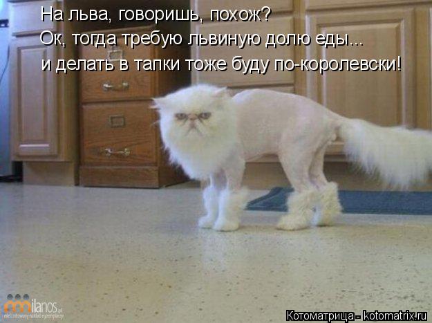 Котоматрица: На льва, говоришь, похож? Ок, тогда требую львиную долю еды... и делать в тапки тоже буду по-королевски!