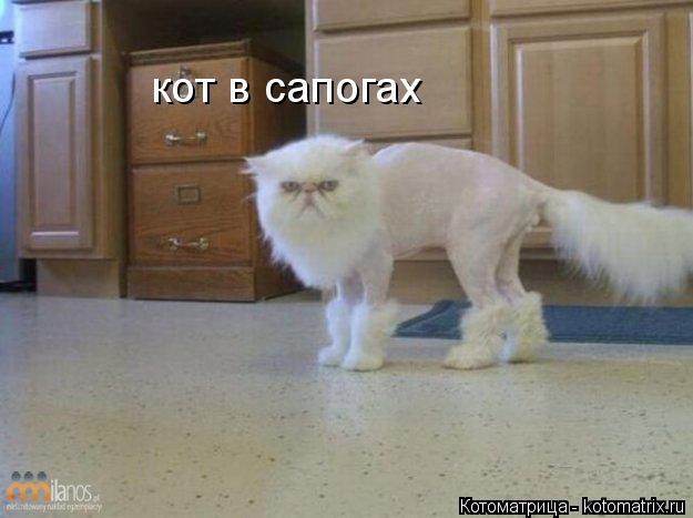 Котоматрица: кот в сапогах