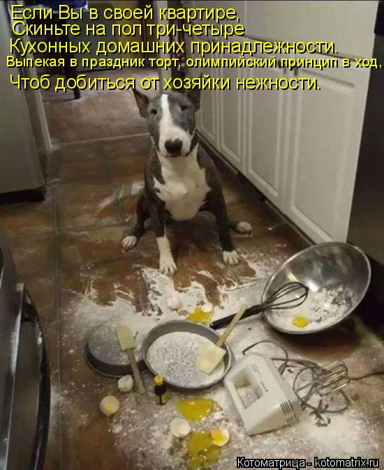 Котоматрица: Если Вы в своей квартире, Скиньте на пол три-четыре Кухонных домашних принадлежности. Выпекая в праздник торт, олимпийский принцип в ход, Чт