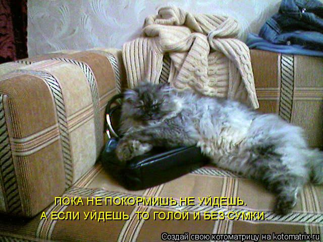 Котоматрица: ПОКА НЕ ПОКОРМИШЬ.НЕ УЙДЕШЬ. А ЕСЛИ УЙДЕШЬ. ТО ГОЛОЙ И БЕЗ СУМКИ.