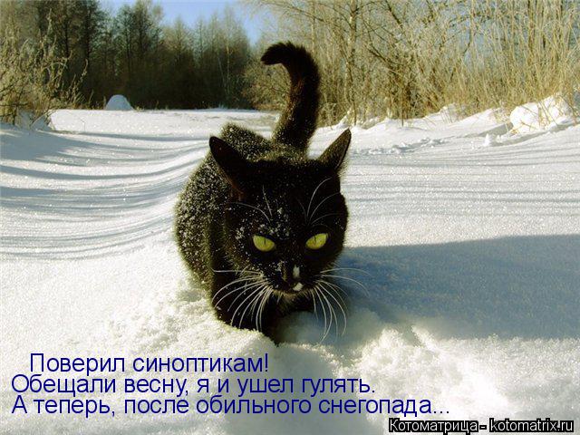 Котоматрица: Поверил синоптикам!  Обещали весну, я и ушел гулять. А теперь, после обильного снегопада...