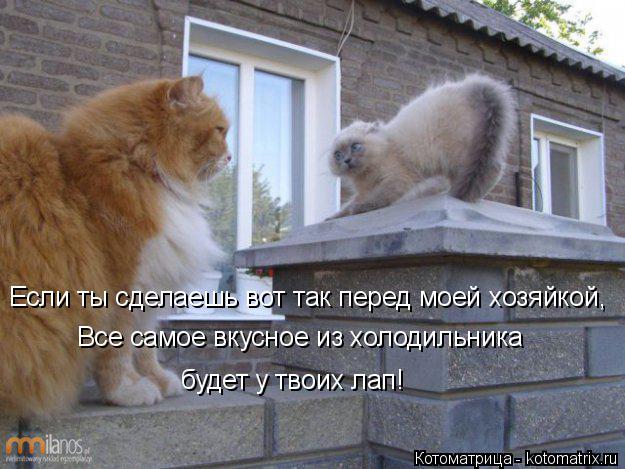 Котоматрица: Все самое вкусное из холодильника будет у твоих лап! Если ты сделаешь вот так перед моей хозяйкой,
