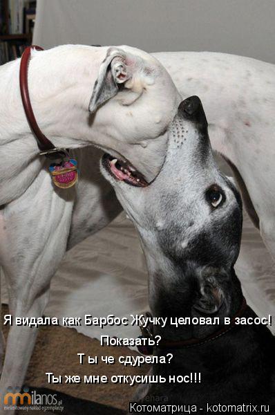 Котоматрица: Я видала как Барбос Жучку целовал в засос! Показать? Т ы че сдурела? Ты же мне откусишь нос!!!