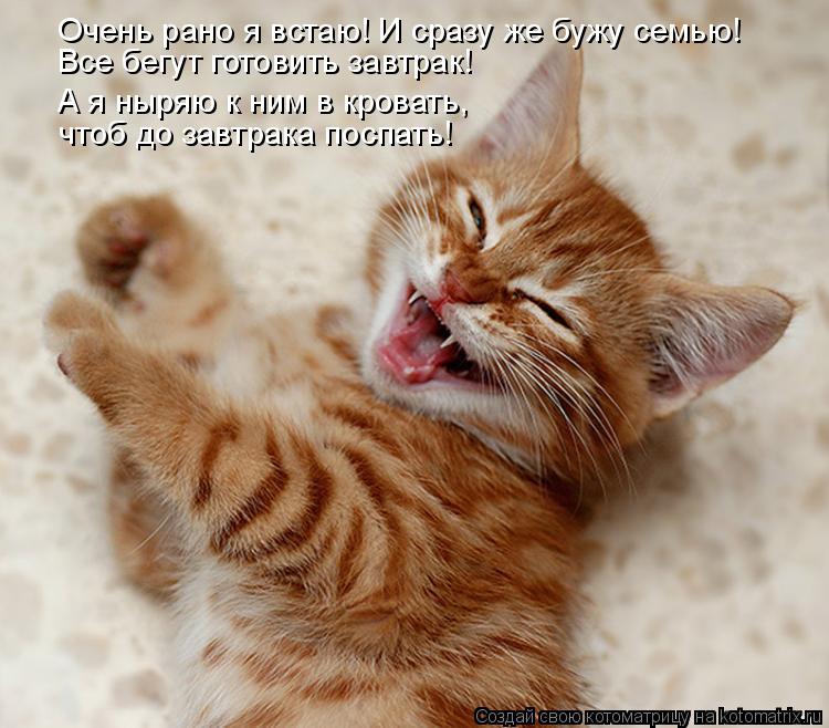 Котоматрица: Очень рано я встаю! И сразу же бужу семью! А я ныряю к ним в кровать,  чтоб до завтрака поспать! Все бегут готовить завтрак!