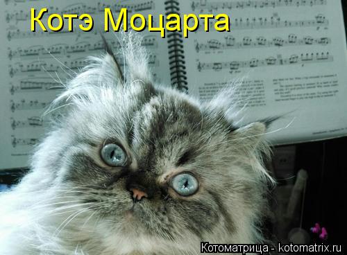 Котоматрица: Котэ Моцарта