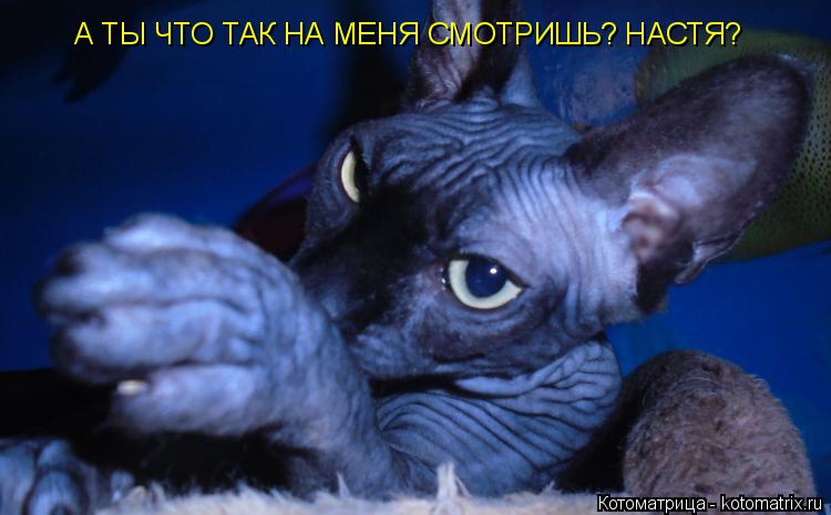 Котоматрица: А ТЫ ЧТО ТАК НА МЕНЯ СМОТРИШЬ? НАСТЯ?