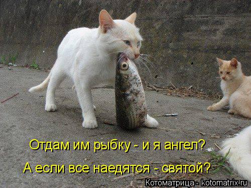 Котоматрица: Отдам им рыбку - и я ангел?  А если все наедятся - святой?