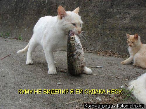 Котоматрица: КУМУ НЕ ВИДЕЛИ? Я ЕЙ СУДАКА НЕСУ.