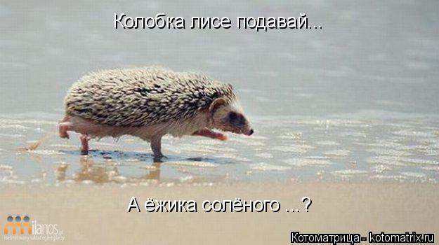 Котоматрица: Колобка лисе подавай... А ёжика солёного ...?