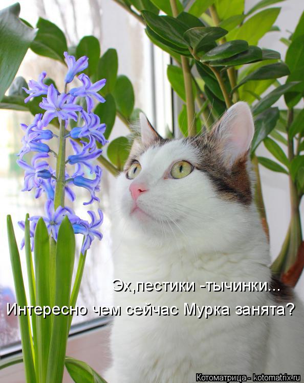 Котоматрица: Эх,пестики -тычинки... Интересно чем сейчас Мурка занята?