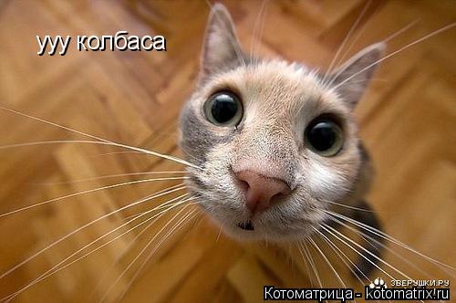 Котоматрица: ууу колбаса