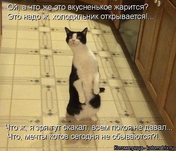 Котоматрица: Ой, а что же это вкусненькое жарится? Это надо ж, холодильник открывается!... Что ж, я зря тут скакал, всем покоя не давал... Что, мечты котов сег