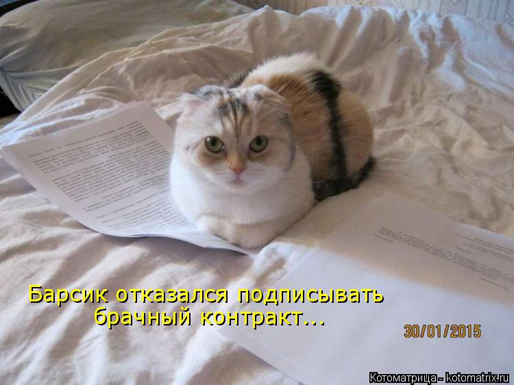 Котоматрица: Барсик отказался подписывать брачный контракт...