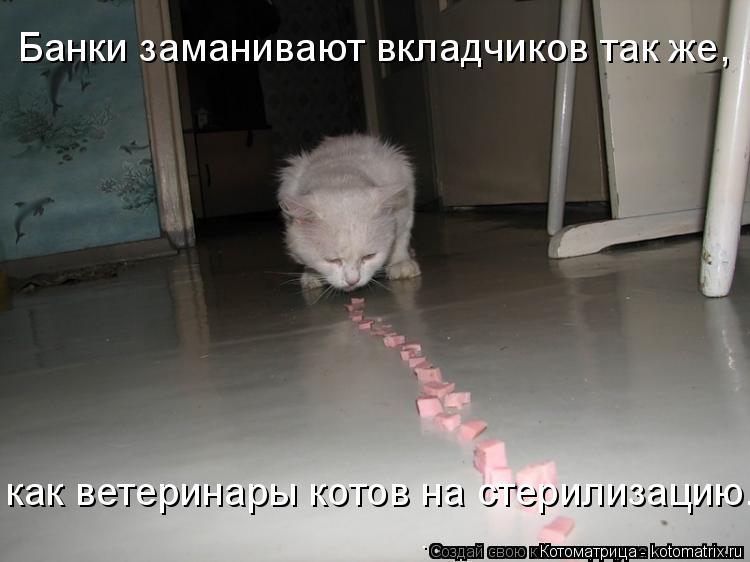 Котоматрица: Банки заманивают вкладчиков так же, как ветеринары котов на стерилизацию.