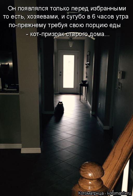 Котоматрица: Он появлялся только перед избранными то есть, хозяевами, и сугубо в 6 часов утра по-прежнему требуя свою порцию еды  - кот-призрак старого дом