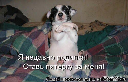 Котоматрица: Я недавно родился!  Ставь пятерку за меня!