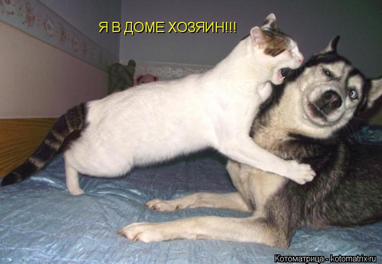 Котоматрица: Я В ДОМЕ ХОЗЯИН!!!