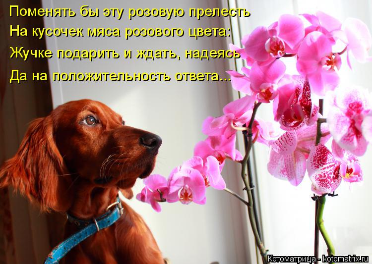 Котоматрица: Поменять бы эту розовую прелесть На кусочек мяса розового цвета: Жучке подарить и ждать, надеясь Да на положительность ответа...