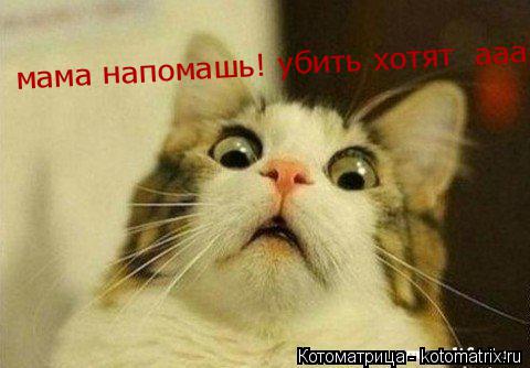 Котоматрица: мама напомашь! убить хотят  ааа