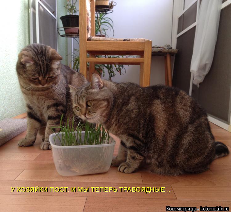 Котоматрица: У ХОЗЯЙКИ ПОСТ. И МЫ ТЕПЕРЬ ТРАВОЯДНЫЕ...