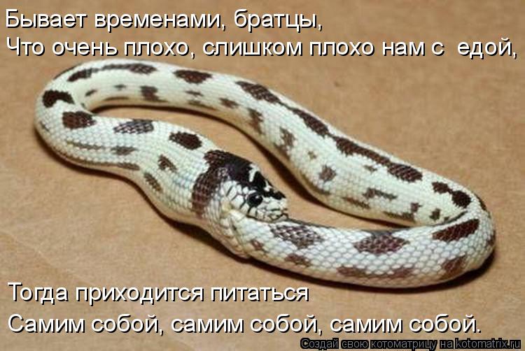 Котоматрица: Что очень плохо, слишком плохо нам с  едой, Бывает временами, братцы, Тогда приходится питаться Самим собой, самим собой, самим собой.