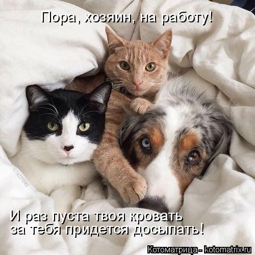 Котоматрица: Пора, хозяин, на работу! И раз пуста твоя кровать  за тебя придется досыпать!