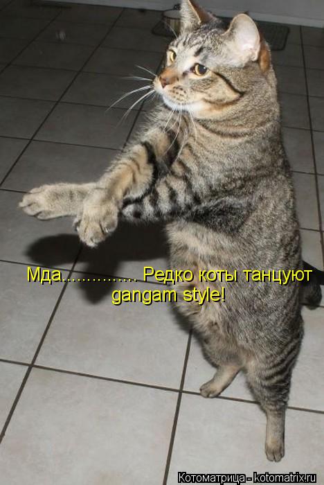 Котоматрица: Мда............... Редко коты танцуют  gangam style!