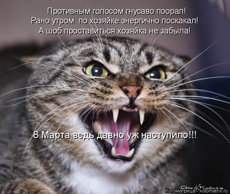 Противным голосом гнусаво поорал! Рано утром по хозяйке энергично поскакал! А шоб проставиться хозяй... Котоматрица: Противным голосом гнусаво поорал! Рано утром по хозяйке энергично поскакал! А шоб проставиться хозяйка не забыла! 8 Марта ведь давно уж нас