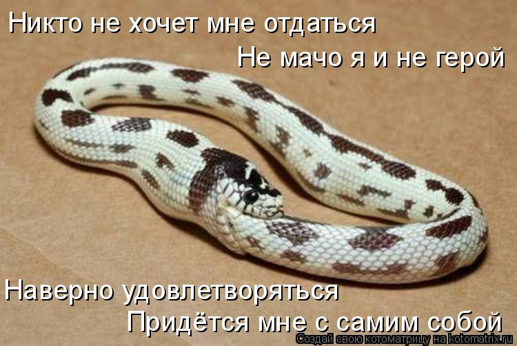 Котоматрица: Никто не хочет мне отдаться Не мачо я и не герой Наверно удовлетворяться Придётся мне с самим собой