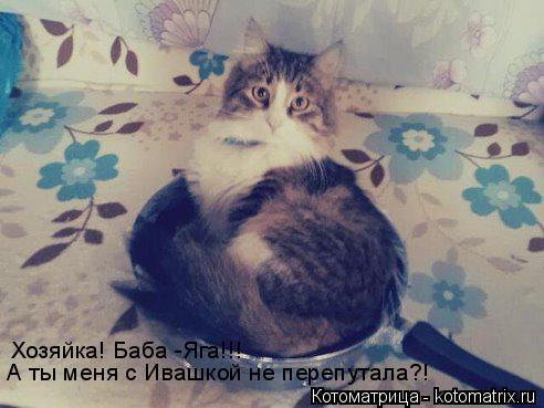Хозяйка! Баба -Яга!!! А ты меня с Ивашкой не перепутала?!... Котоматрица: Хозяйка! Баба -Яга!!! А ты меня с Ивашкой не перепутала?!