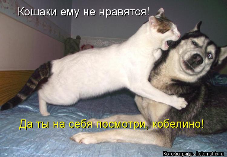 Котоматрица: Кошаки ему не нравятся! Да ты на себя посмотри, кобелино!