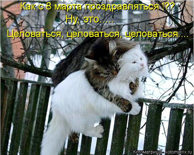 Котоматрица: Как с 8 марта проздравляться !?? Ну, это..... Целоваться, целоваться, целоваться....