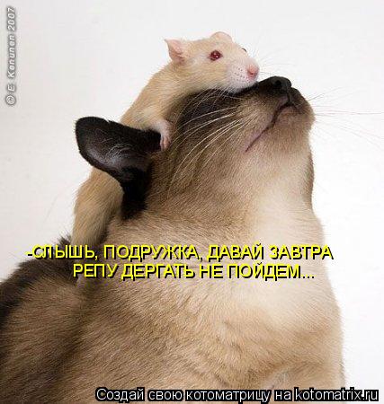 Котоматрица: -СЛЫШЬ, ПОДРУЖКА, ДАВАЙ ЗАВТРА  РЕПУ ДЕРГАТЬ НЕ ПОЙДЕМ...