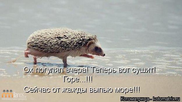 Котоматрица: Ох погулял вчера! Теперь вот сушит! Горе...!!! Сейчас от жажды выпью море!!!