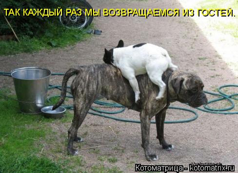 Котоматрица: ТАК КАЖДЫЙ РАЗ МЫ ВОЗВРАЩАЕМСЯ ИЗ ГОСТЕЙ.