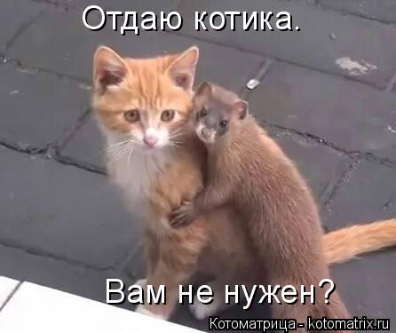 Котоматрица: Отдаю котика.  Вам не нужен?