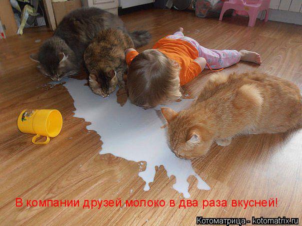 Котоматрица: В компании друзей молоко в два раза вкусней!