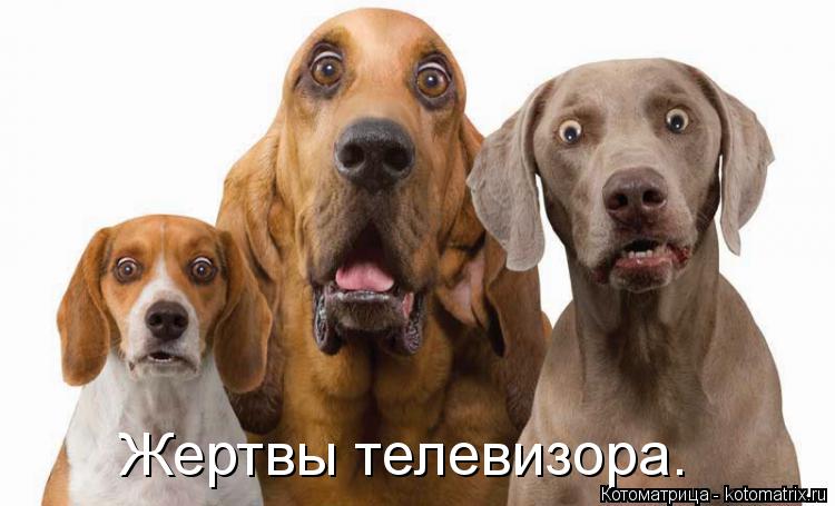 Котоматрица: Жертвы телевизора.