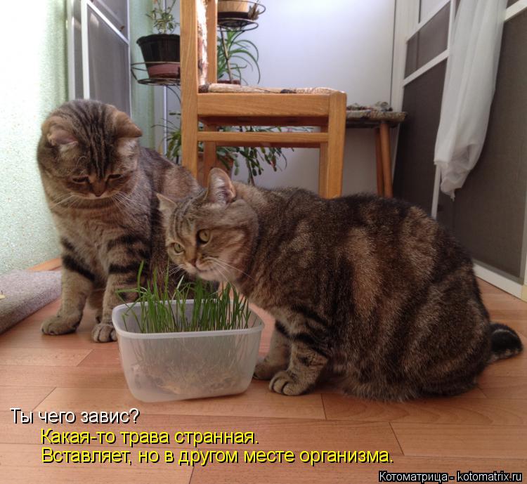 Котоматрица: Ты чего завис? Какая-то трава странная. Вставляет, но в другом месте организма.