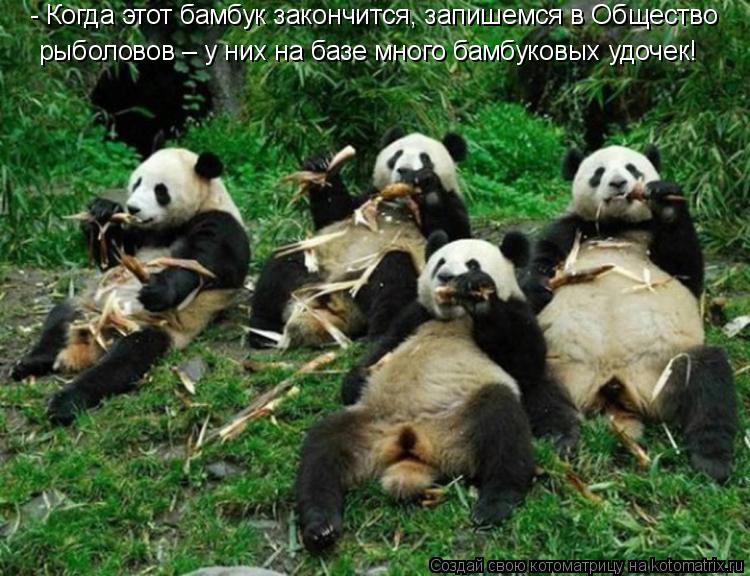 Котоматрица: - Когда этот бамбук закончится, запишемся в Общество рыболовов – у них на базе много бамбуковых удочек!