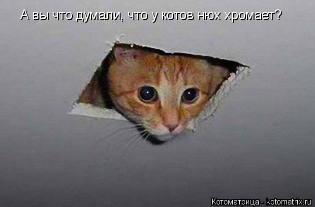 Котоматрица: А вы что думали, что у котов нюх хромает?