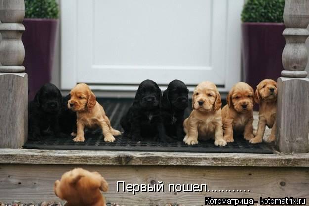 Котоматрица: Первый пошел............