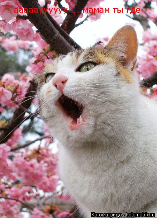 Котоматрица: ааааауууууу ... мамам ты где