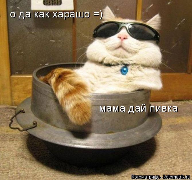 Котоматрица: о да как харашо =) мама дай пивка
