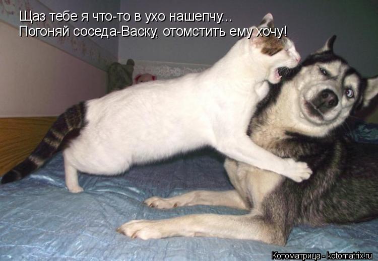 Котоматрица: Щаз тебе я что-то в ухо нашепчу... Погоняй соседа-Васку, отомстить ему хочу!