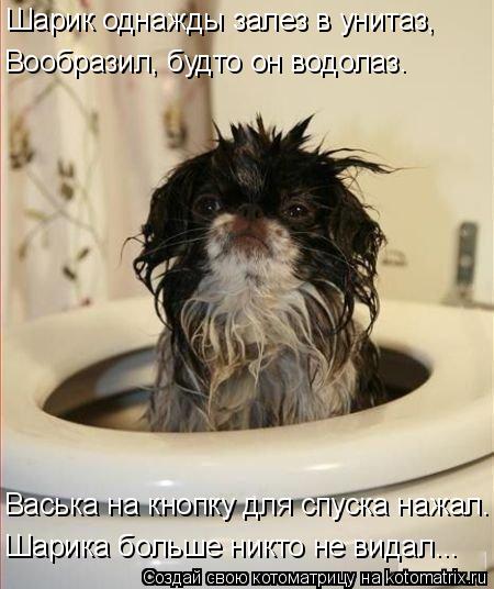 Котоматрица: Шарик однажды залез в унитаз, Вообразил, будто он водолаз. Шарика больше никто не видал... Васька на кнопку для спуска нажал.