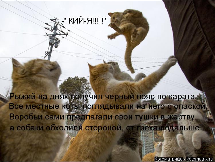 Котоматрица: -" КИЙ-Я!!!!!" Рыжий на днях получил черный пояс по каратэ. Все местные коты поглядывали на него с опаской, Воробьи сами предлагали свои тушки в 